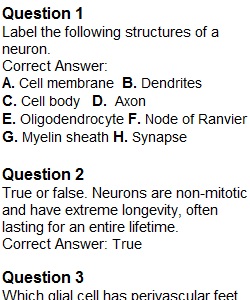 Quiz – Nervous Tissue & Brain